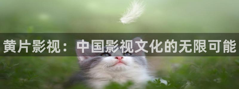 悟空电视剧免费观看